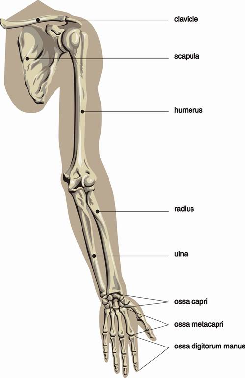 ../Images/ARM4.jpg
