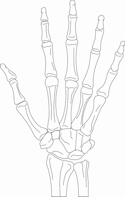 ../Images/BONEHAND.jpg