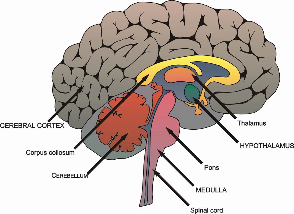 ../Images/BRAIN5.jpg