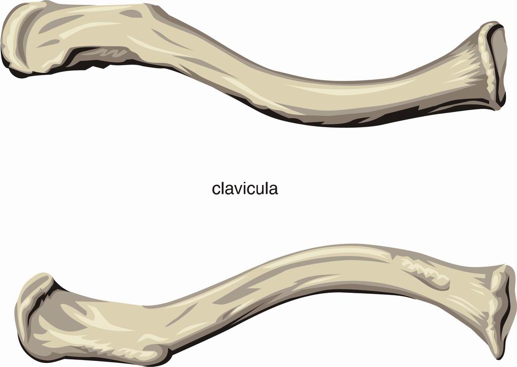 ../Images/CLAVICUL.jpg