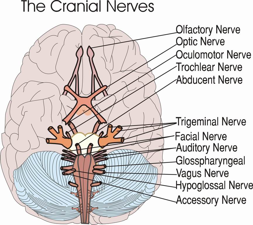 ../Images/CRANIALN.jpg