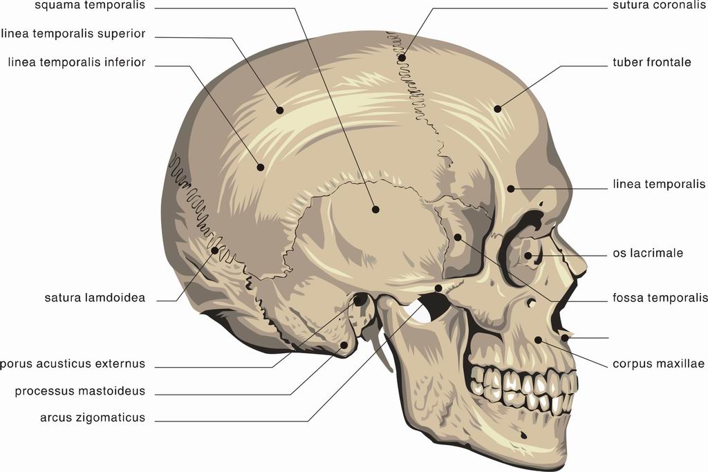 ../Images/CRANIUM.jpg
