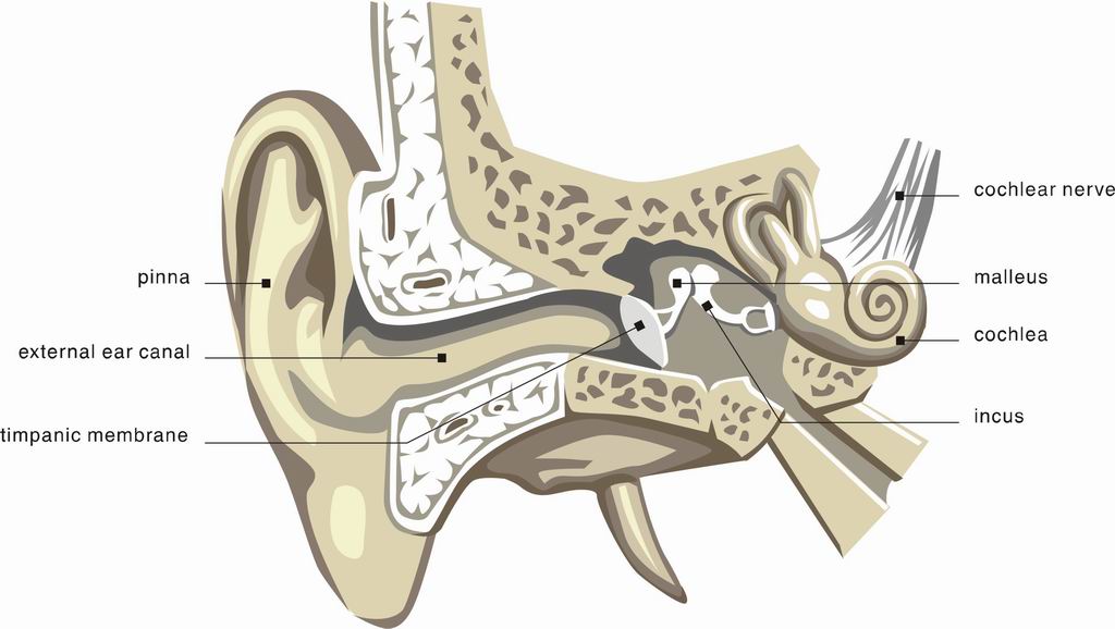 ../Images/EAR3.jpg