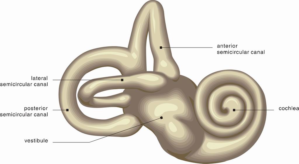 ../Images/EAR5.jpg