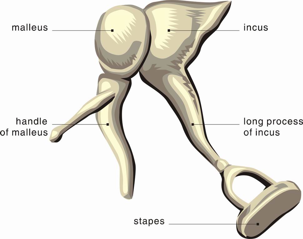../Images/EAR6.jpg
