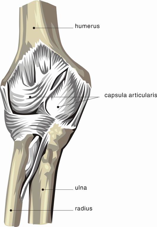 ../Images/ELBOW.jpg