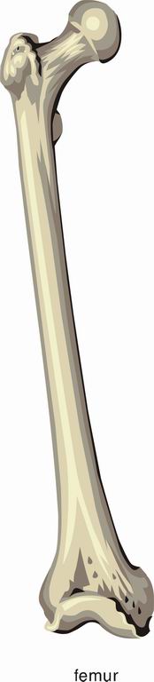 ../Images/FEMUR2.jpg