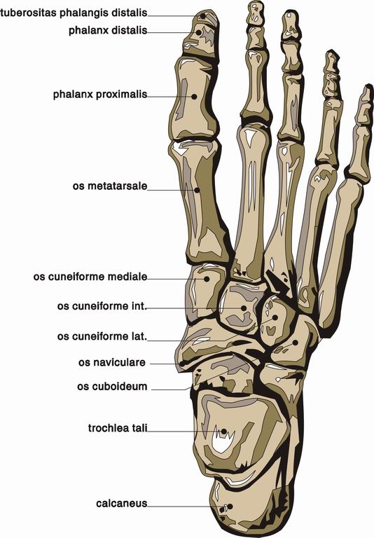 ../Images/FOOT2.jpg