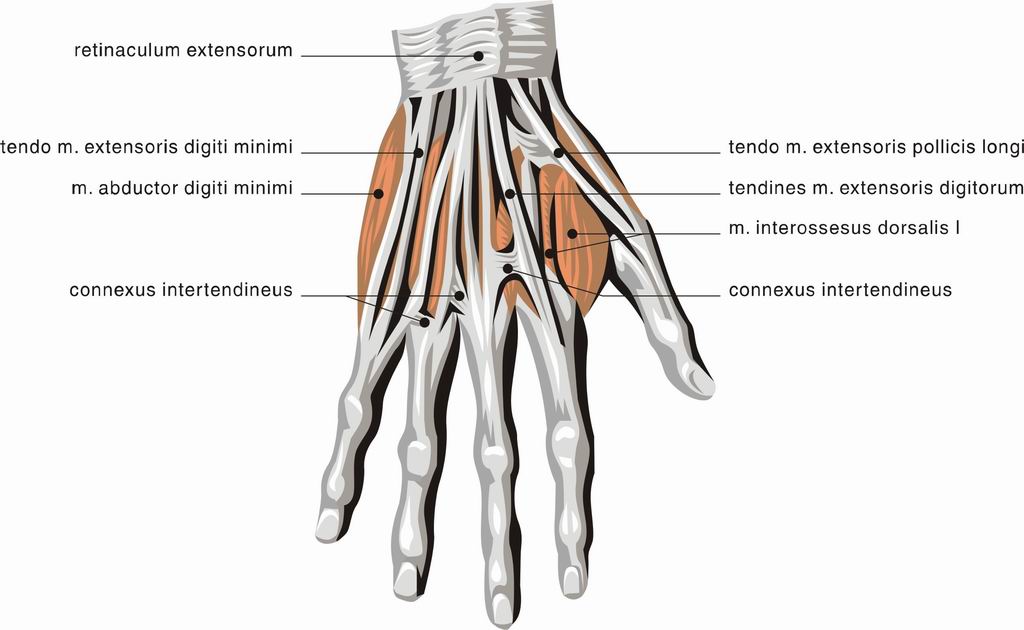 ../Images/HAND5.jpg