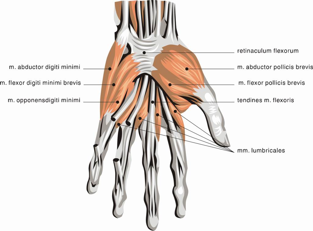 ../Images/HAND6.jpg