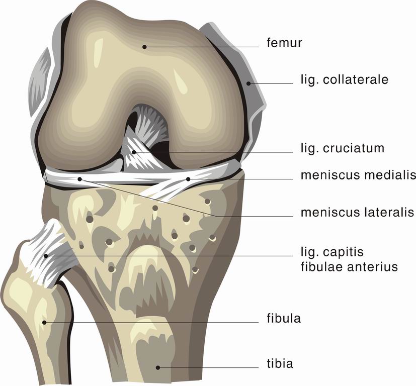 ../Images/KNEE2.jpg