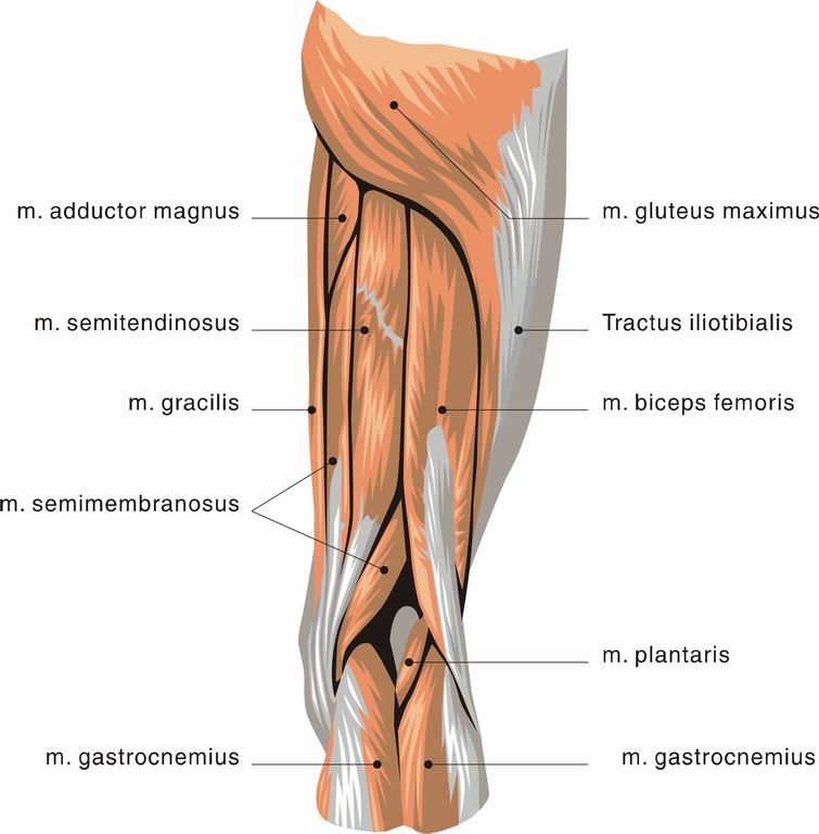 ../Images/LIMB1.jpg