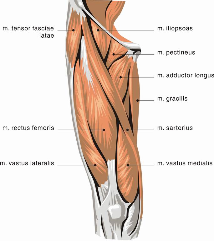 ../Images/LIMB2.jpg