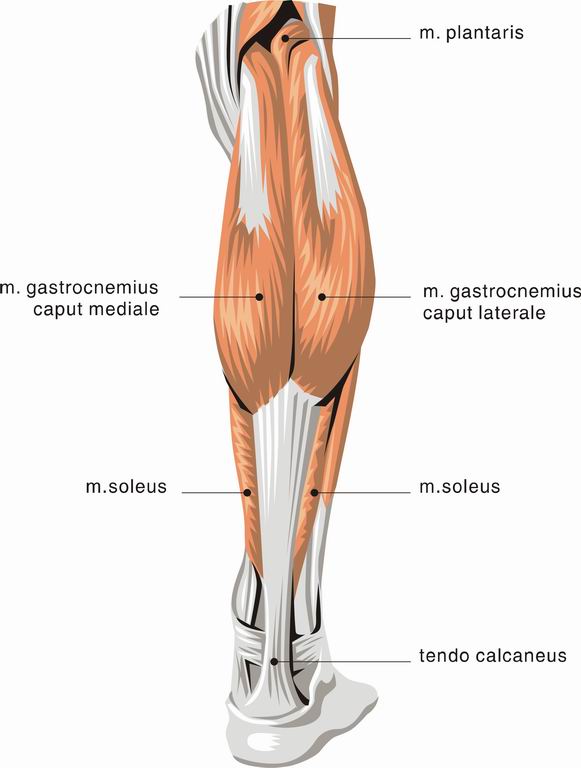 ../Images/LIMB3.jpg