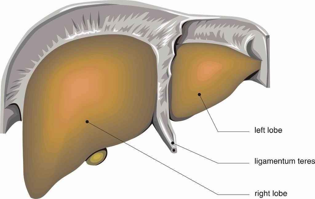 ../Images/LIVER2.jpg