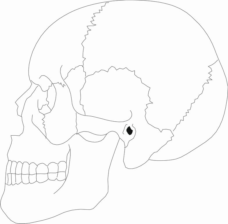 ../Images/SKULSIDE.jpg